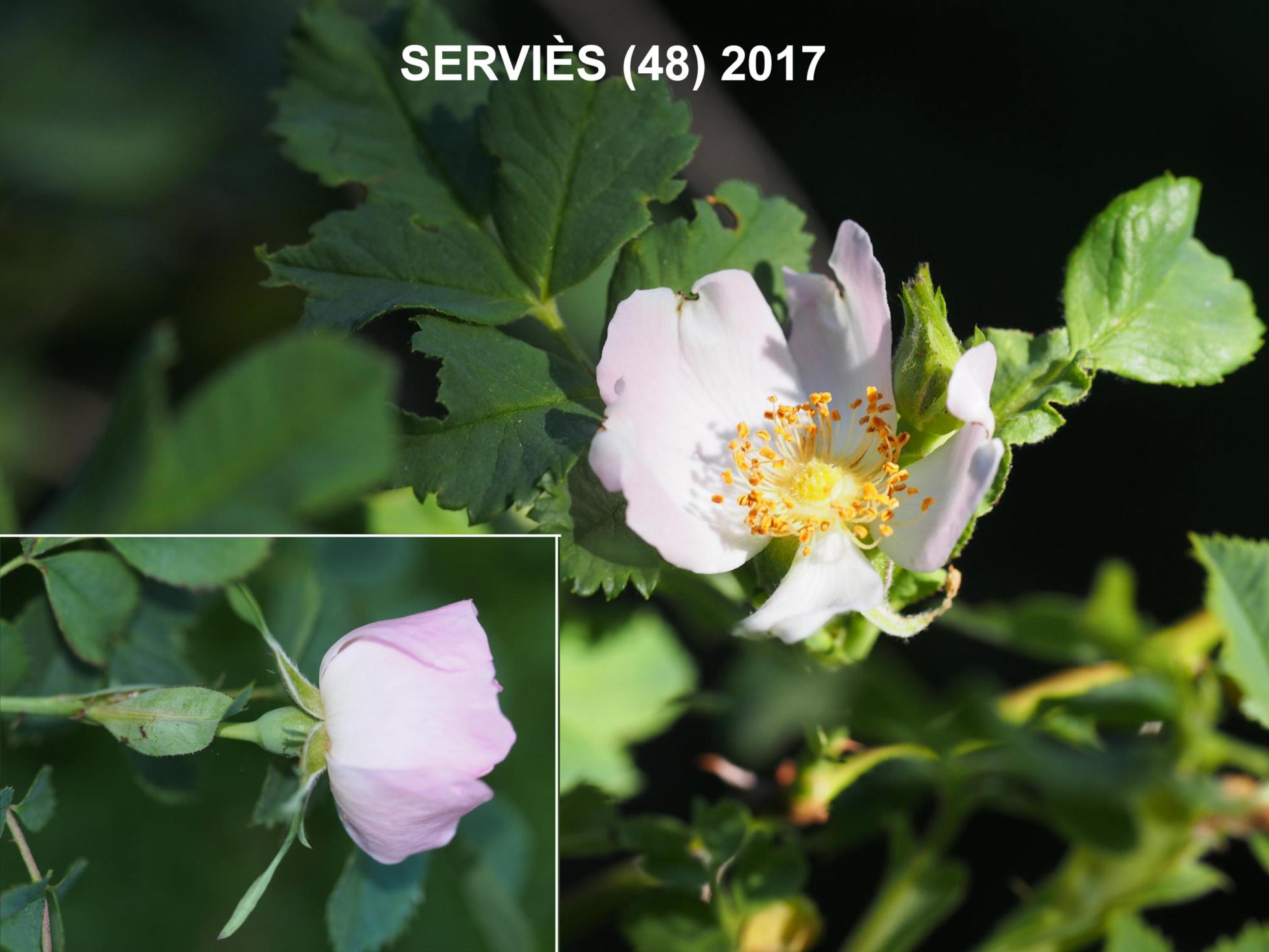 Rose, Thick-leaved